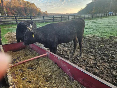 cattle listing photo