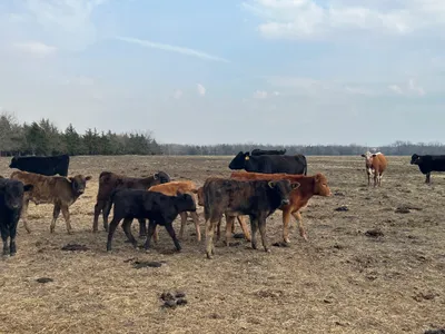 cattle listing photo