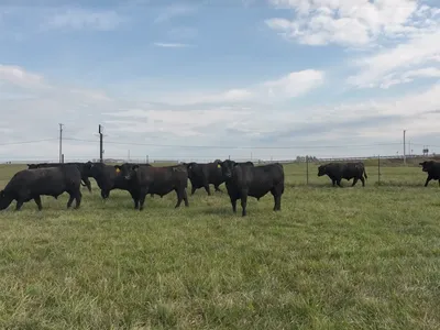 cattle listing photo