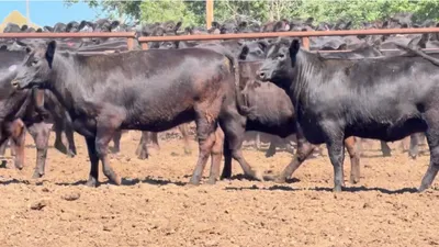cattle listing photo