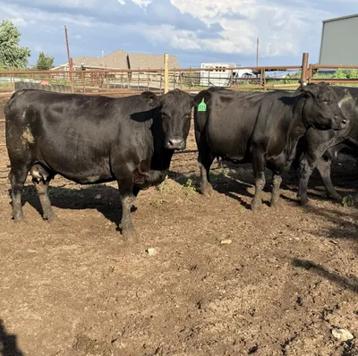 cattle listing photo