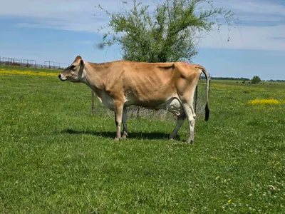 cattle listing photo