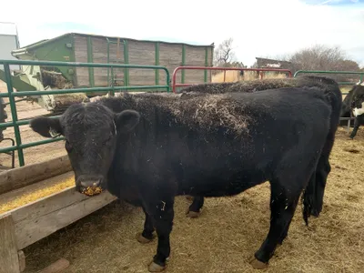 cattle listing photo