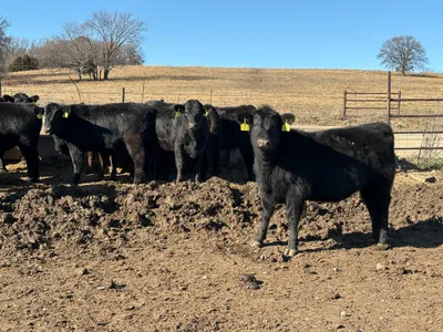 cattle listing photo