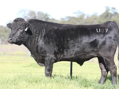 cattle listing photo