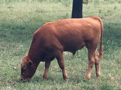 cattle listing photo