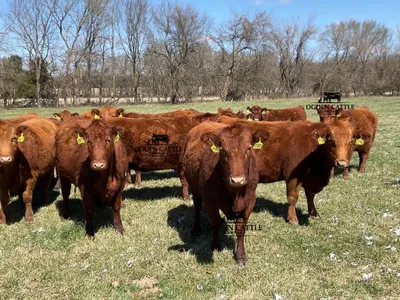 cattle listing photo