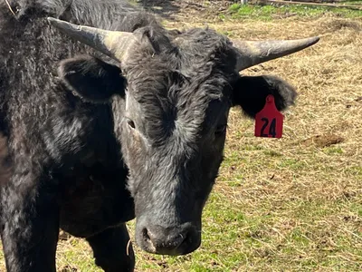 cattle listing photo