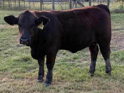 cattle listing photo