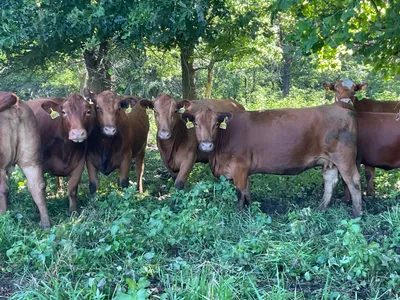 cattle listing photo