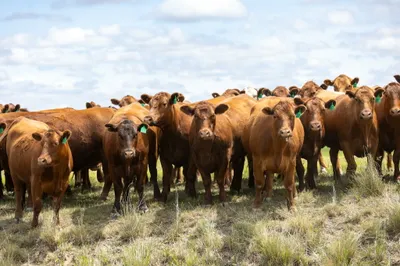 cattle listing photo