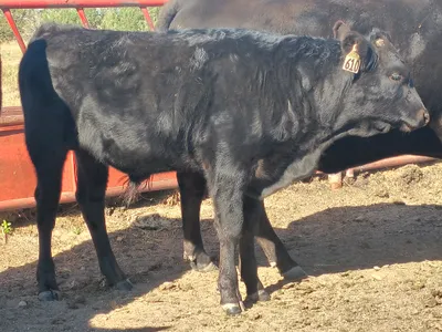 cattle listing photo