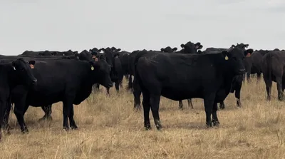 cattle listing photo