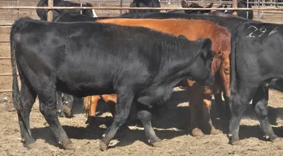 cattle listing photo