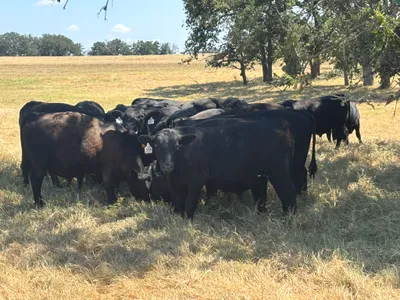 cattle listing photo