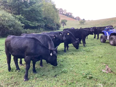 cattle listing photo