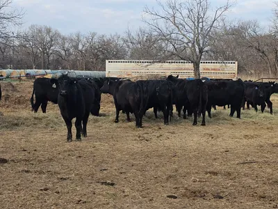 cattle listing photo