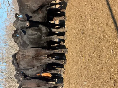 cattle listing photo