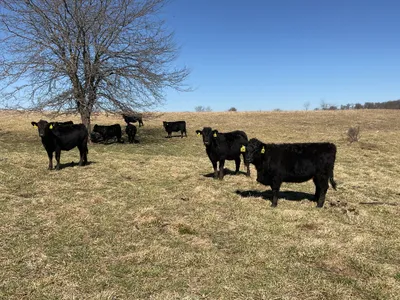 cattle listing photo