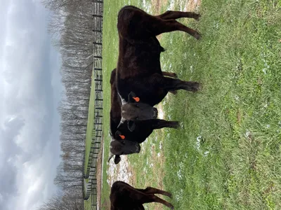 cattle listing photo