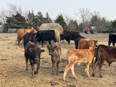 cattle listing photo