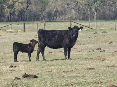 cattle listing photo
