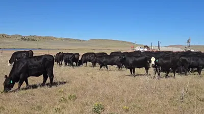 cattle listing photo