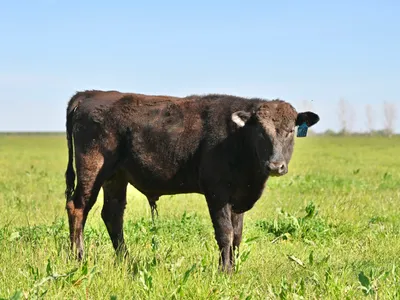 cattle listing photo