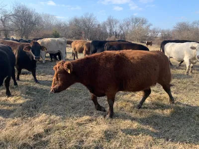 cattle listing photo
