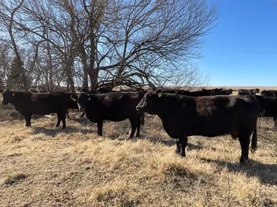cattle listing photo