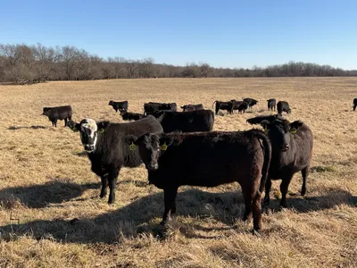 cattle listing photo