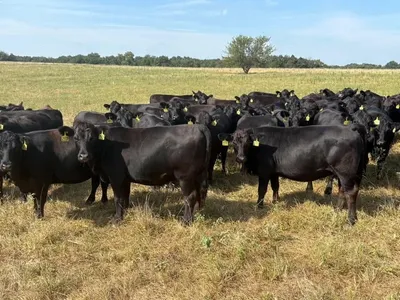 cattle listing photo