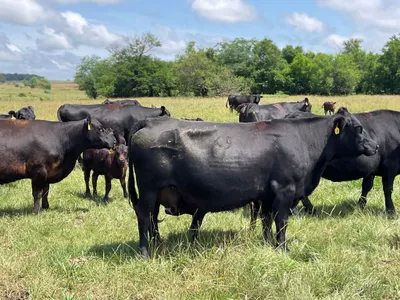 cattle listing photo