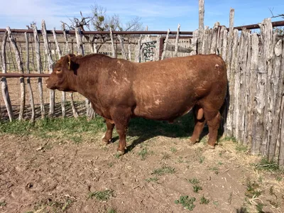 cattle listing photo