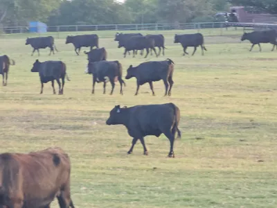 cattle listing photo