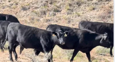 cattle listing photo