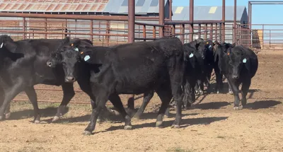 cattle listing photo