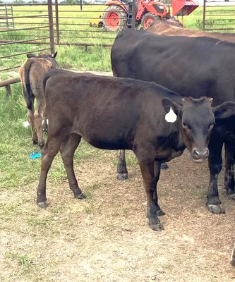 cattle listing photo