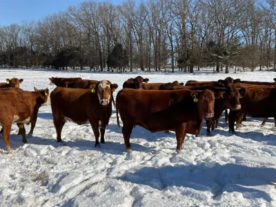 cattle listing photo