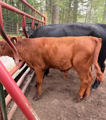 cattle listing photo