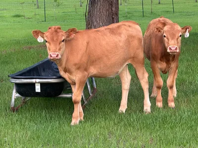 cattle listing photo