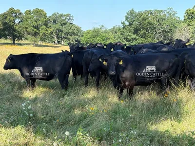 cattle listing photo