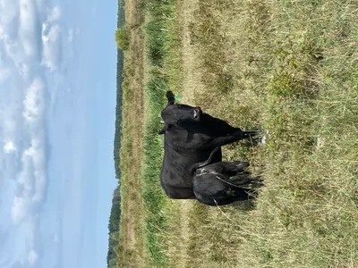 cattle listing photo