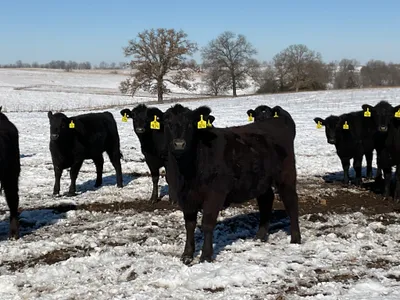 cattle listing photo