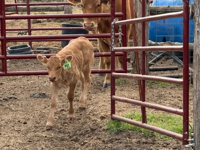 cattle listing photo