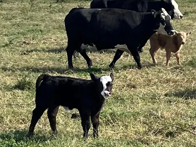 cattle listing photo