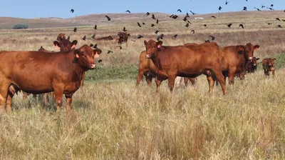 cattle listing photo