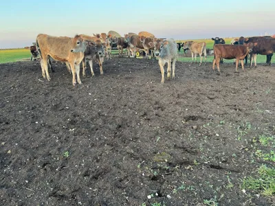 cattle listing photo
