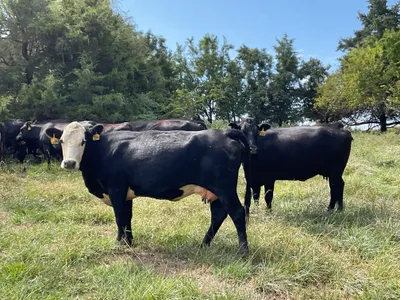 cattle listing photo