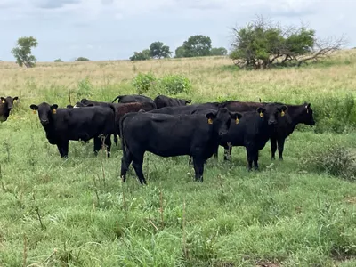 cattle listing photo